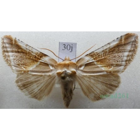 Habrosyne pyritoides (Hufnagel, 1766) Pluszówka agatka Pluszówka agatka Czech30j